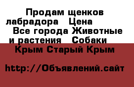 Продам щенков лабрадора › Цена ­ 20 000 - Все города Животные и растения » Собаки   . Крым,Старый Крым